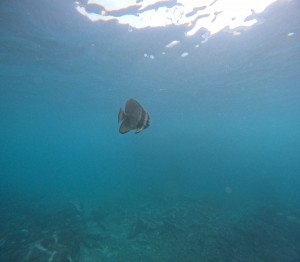 DCIM100GOPROGOPR8039.JPG