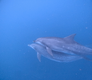 line_oa_chat_260305_184109