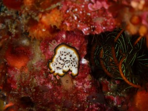 line_oa_chat_260330_192033