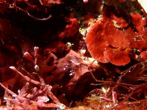 line_oa_chat_260412_184230