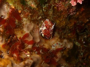 line_oa_chat_260413_171621