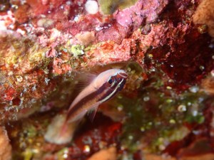 line_oa_chat_260423_152147