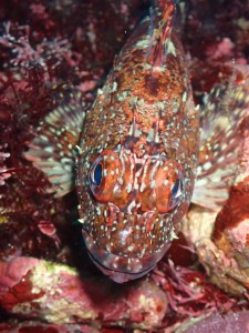 line_oa_chat_260423_152153