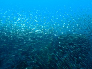 line_oa_chat_260425_204653