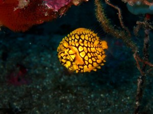 line_oa_chat_260426_174825