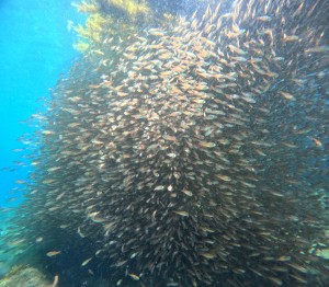 DCIM100GOPROGOPR8872.JPG