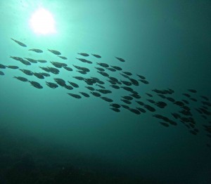 DCIM100GOPROGOPR8922.JPG