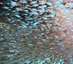 DCIM100GOPROGOPR8934.JPG