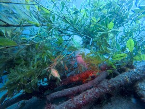 IMG_20260511_092636_032