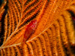 P50300930