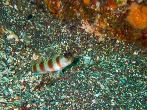 P5110061