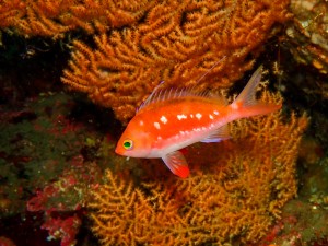 P5220018