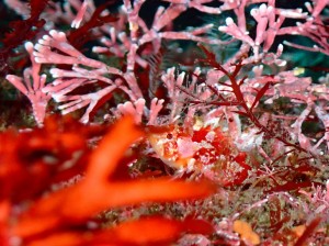 P5220095