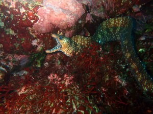 line_oa_chat_260506_172127