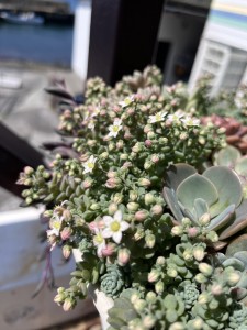 line_oa_chat_260515_171524