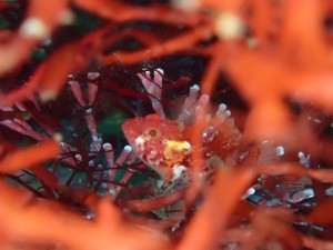 line_oa_chat_260516_192116