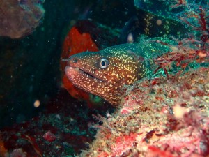 line_oa_chat_260516_192118
