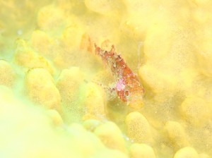 line_oa_chat_260516_192130