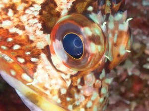 line_oa_chat_260516_192143
