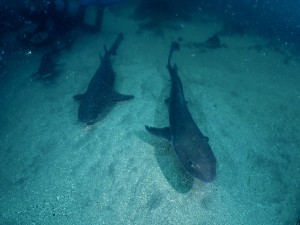 line_oa_chat_260518_134426