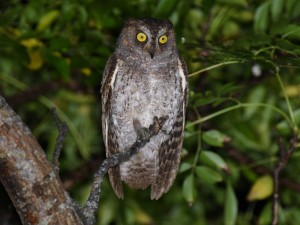 line_oa_chat_260521_181125