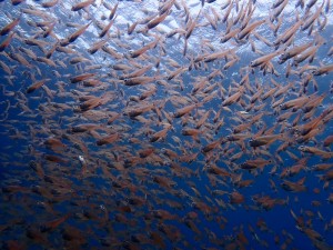 line_oa_chat_260523_174926