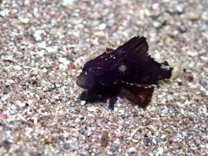 line_oa_chat_260523_174929