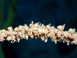 line_oa_chat_260523_174933