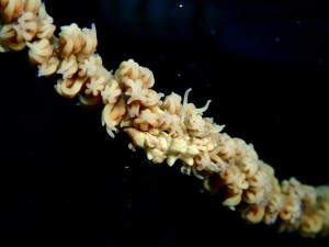 line_oa_chat_260523_174936