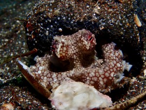 line_oa_chat_260523_174947