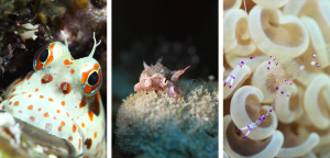 small_creature