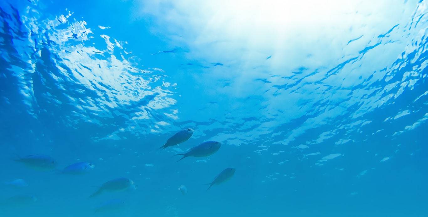 海中から空と魚を見上げている写真