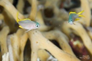 ヒマワリスズメダイ タイプ2