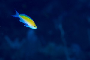 _8500505