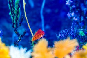 _DSC1386