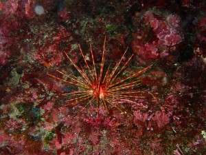 P4260095