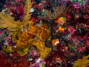 P5190016