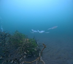 DCIM101GOPROGOPR0028.JPG