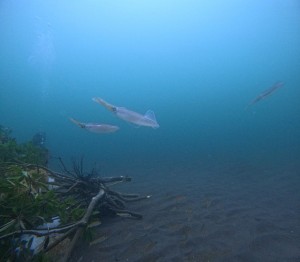 DCIM101GOPROGOPR0032.JPG
