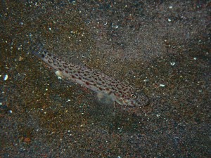 P6080104