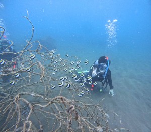 DCIM100GOPROGOPR0984.JPG