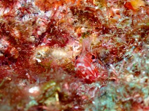 P7200224