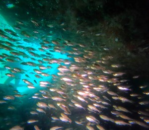 DCIM100GOPROGOPR3028.JPG