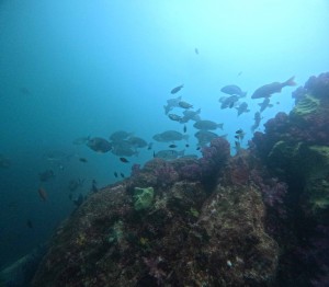 DCIM101GOPROGOPR0241.JPG