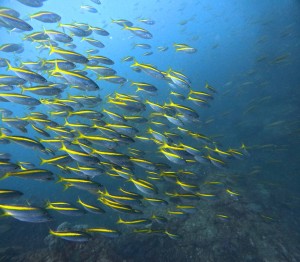 DCIM101GOPROGOPR0558.JPG