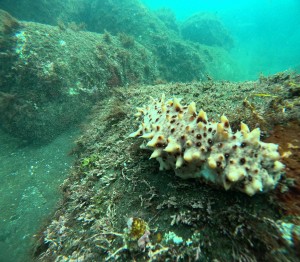 DCIM100GOPROGOPR4223.JPG