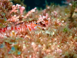 P9120052