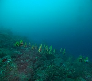 DCIM100GOPROGOPR5272.JPG