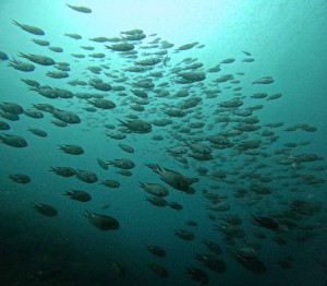 DCIM101GOPROGOPR2756.JPG
