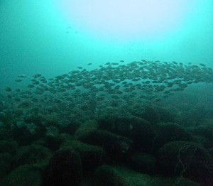 DCIM101GOPROGOPR2759.JPG